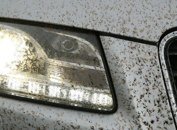 Resztki owadów i żywica na karoserii samochodu. Jak je usunąć?