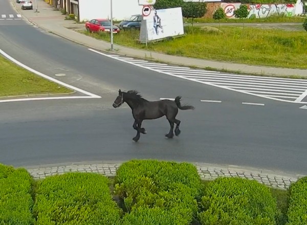 Nietypowy uczestnik ruchu drogowego. Policjanci opublikowali nagranie