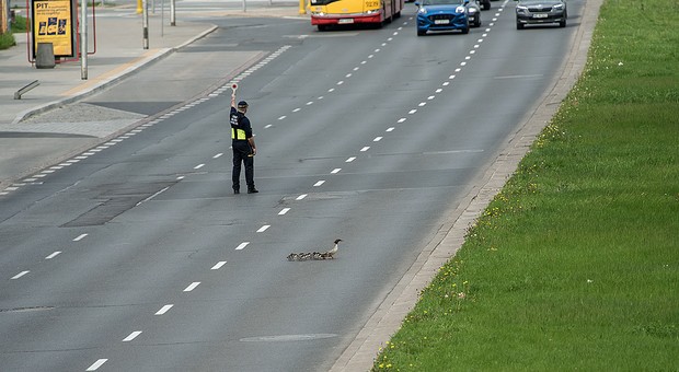 Nie rozglądają się na boki przed wejściem na ruchliwą jezdnię. Kierowcy muszą uważać