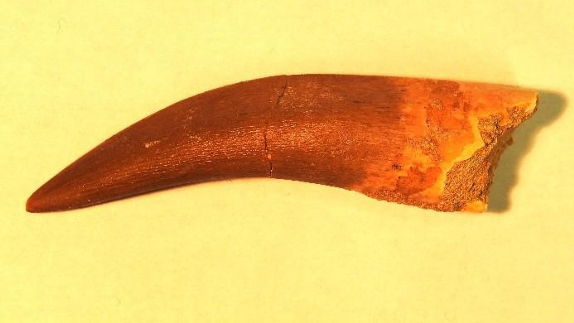 W przesyłkach były skamieniałości sprzed milionów lat