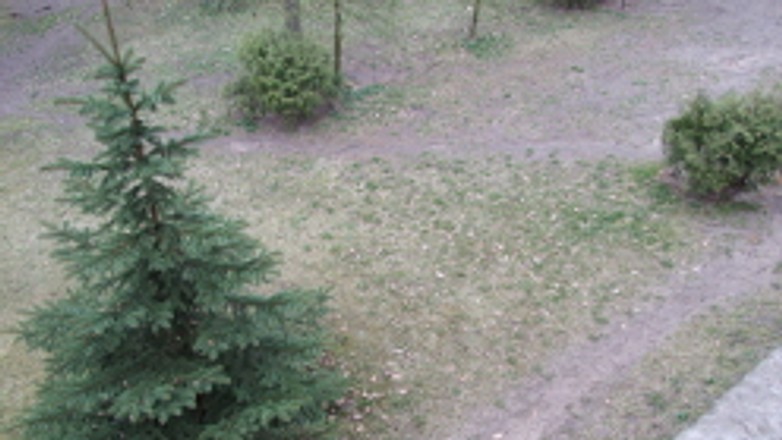 Posadzą drzewa na torze <Poznań>