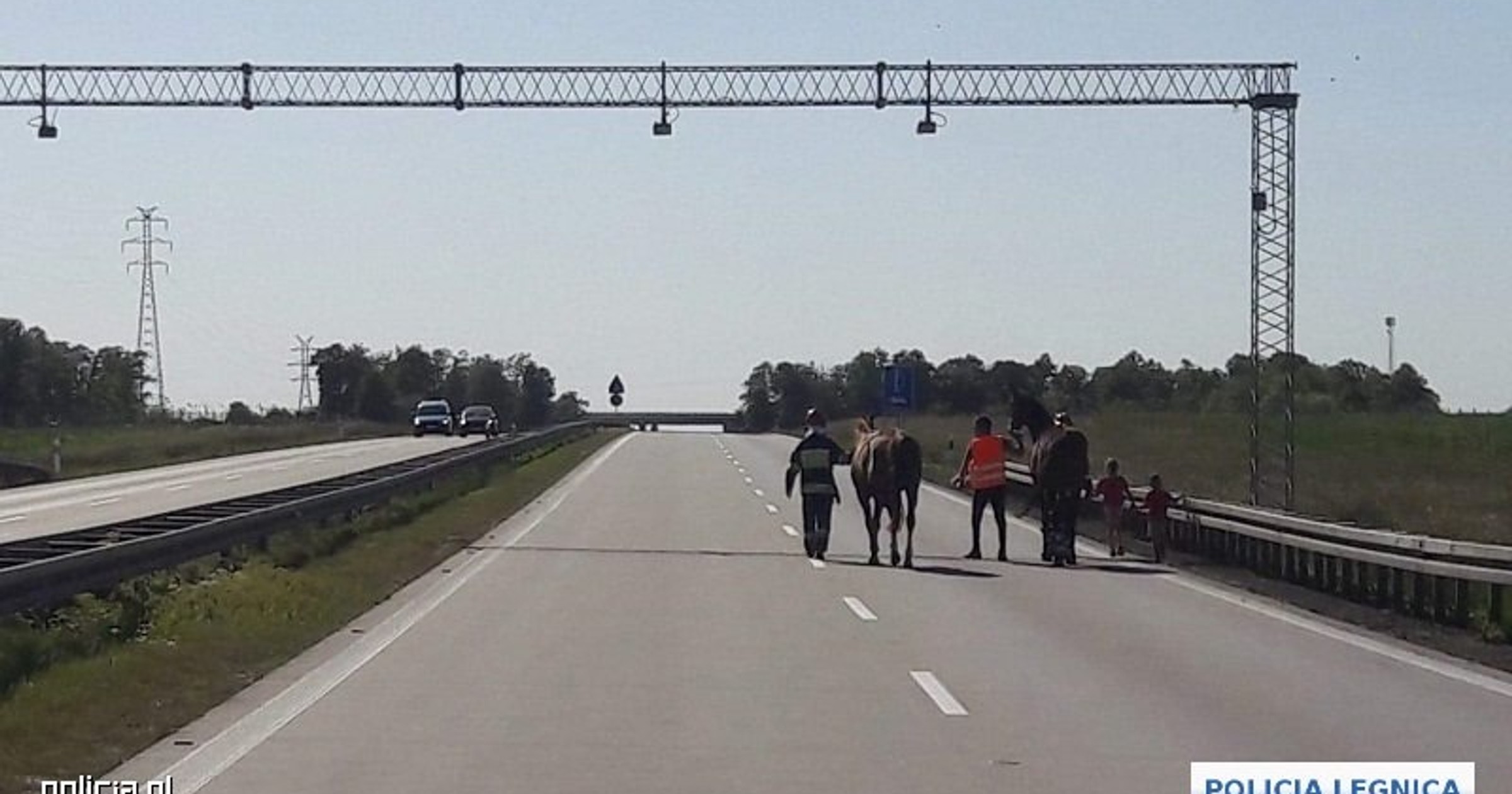 Policjanci eskortowali konie na autostradzie A4