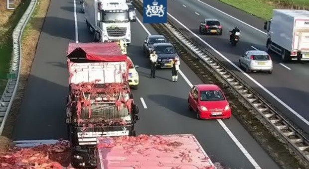 Holenderska autostrada zasypana mięsem. Niecodzienny wypadek [WIDEO]
