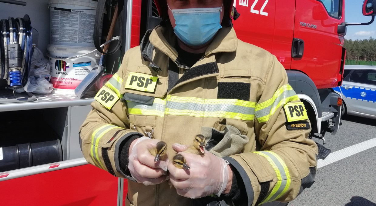 Karambol i wielogodzinna blokada trasy S8 przez... kaczki