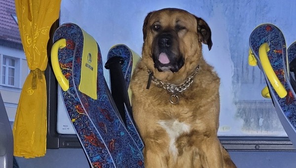 "Rozsiadł się na siedzeniu" w autobusie. W sprawie nietypowego pasażera musiała interweniować policja