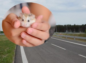 Chomiki blokują budowę ważnej drogi koło Krakowa. Łącznik może im zagrozić