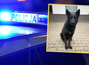 Drogowy pirat myślał, że uniknie kary. Dopadł go policyjny pies