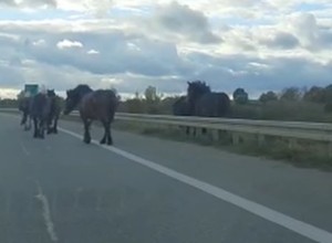 Stado koni na obwodnicy Ełku. Nietypowa interwencja policji
