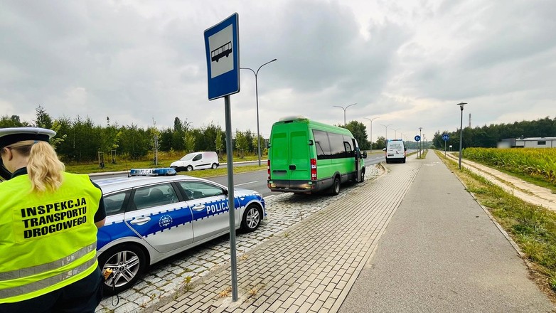 Wśród 443 kierowców znalazła się jedna owca. Została oddana policji