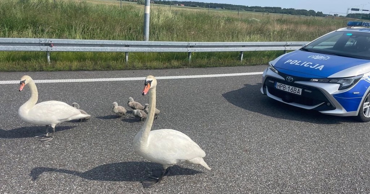 Policjanci uratowali łabędzie na drodze S8