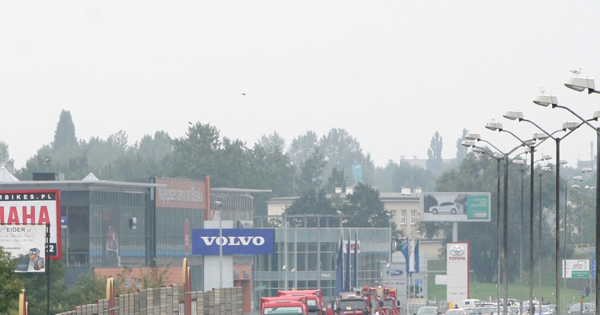 Oto nowy gatunek węża: wąż Volvo