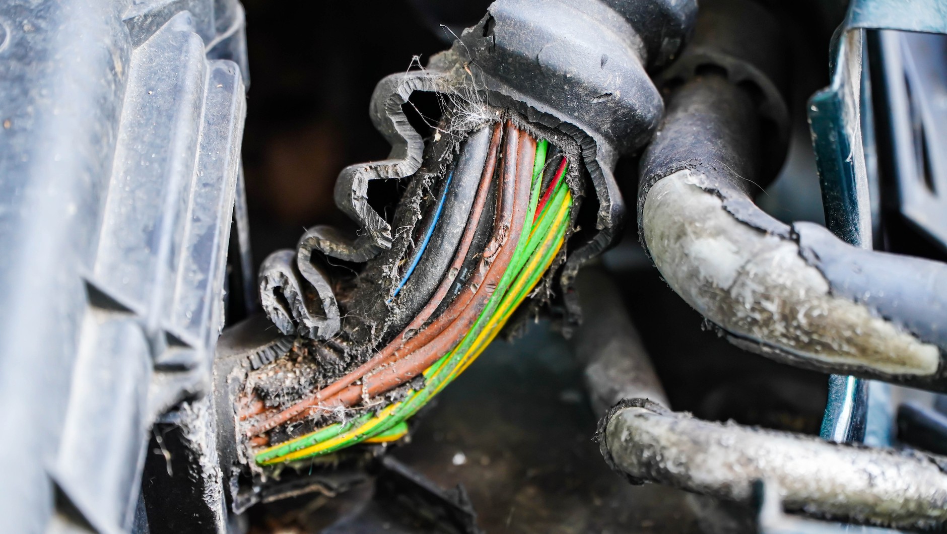 Pogryziona wiązka elektryczna przez szczury - zdj. poglądowe