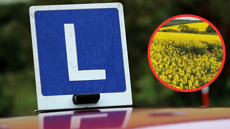 Policjanci odnaleźli 23-latkę, która świętowanie zdanego egzaminu na prawo jazdy zakończyła w polu rzepaku