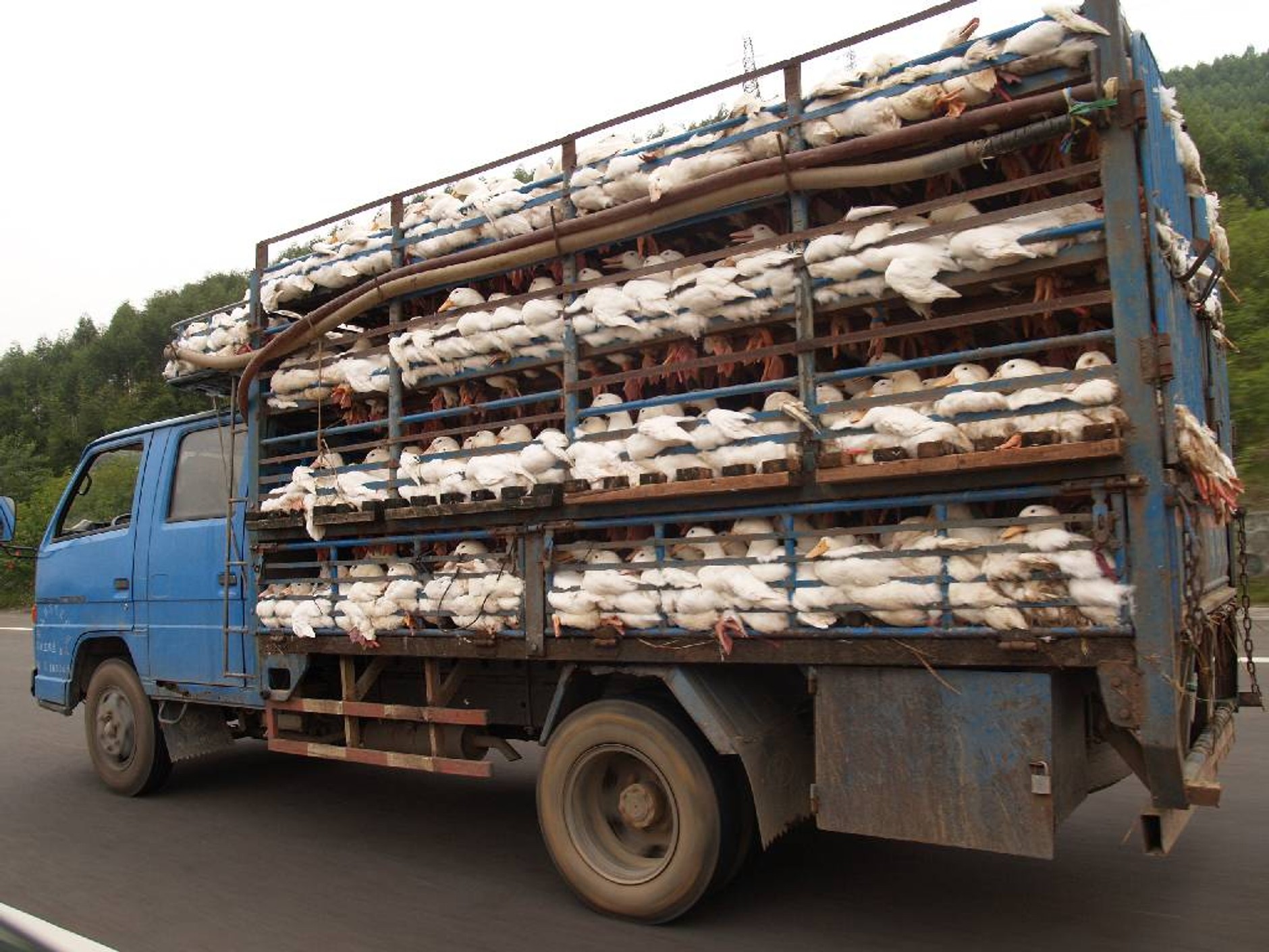Audi Q3 na chińskich drogach: zobaczcie co jeździ za Wielkim Murem