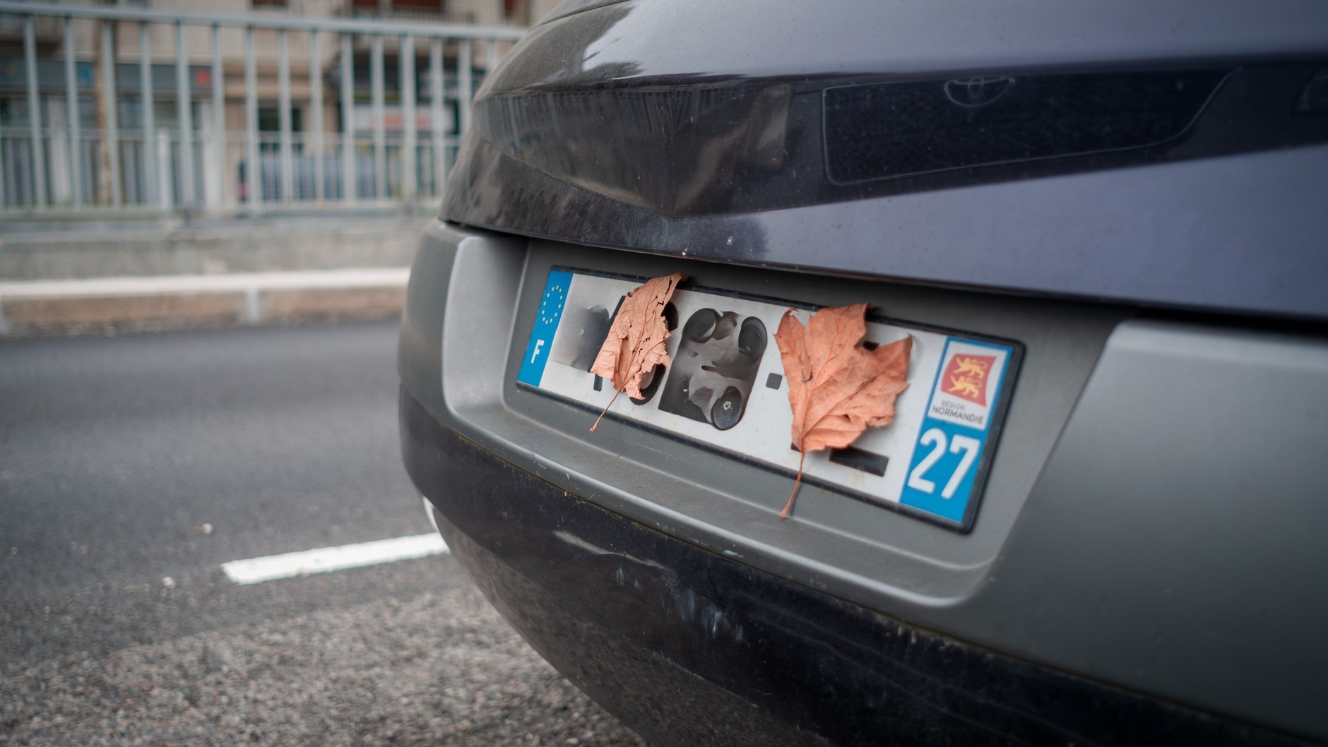 Wydaje się, że te liście przypadkowo się przyczepiły, ale to nie przypadek, a celowe działanie