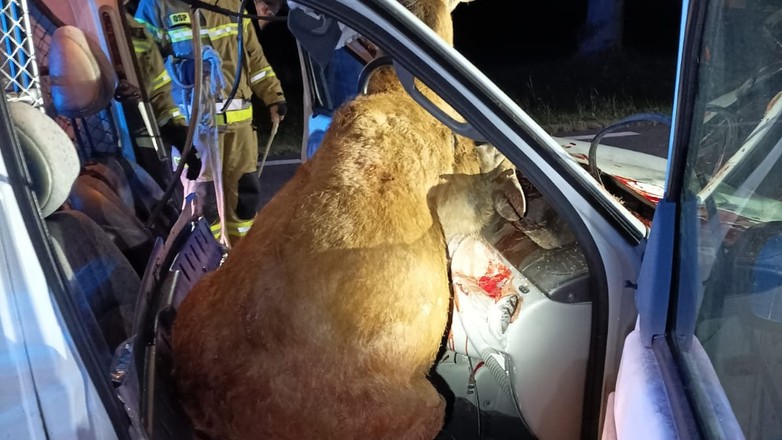 Po zderzeniu jeleń utknął w samochodzie na miejscu dla pasażera