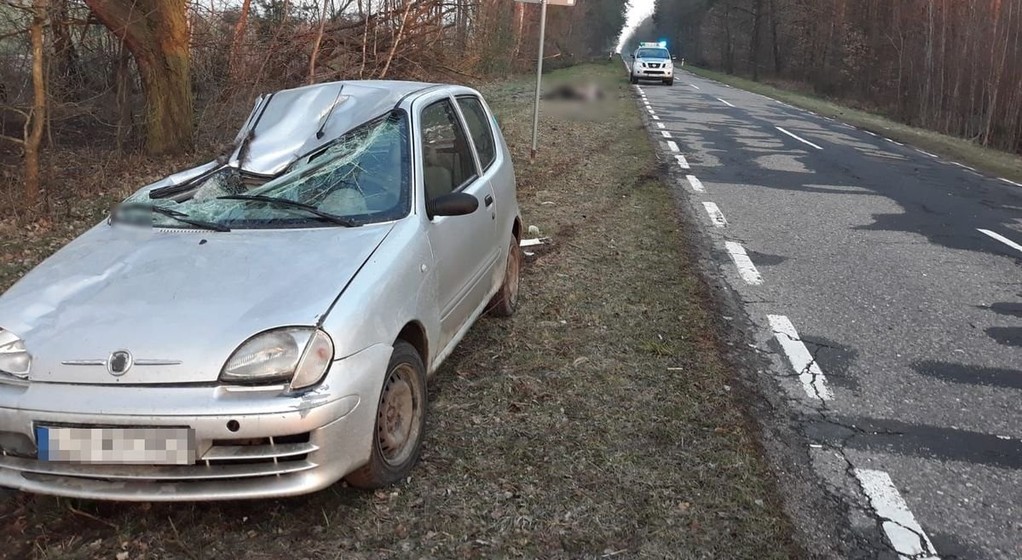 Seicento zderzyło się z łosiem