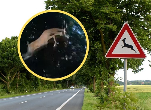 Jeleń przeleciał nad maską samochodu. Kamera uchwyciła całe zdarzenie