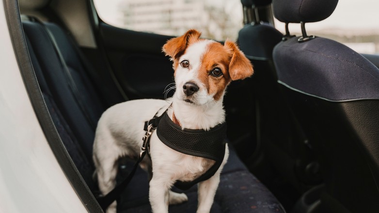Każdy pies musi być zabezpieczony podczas jazdy autem