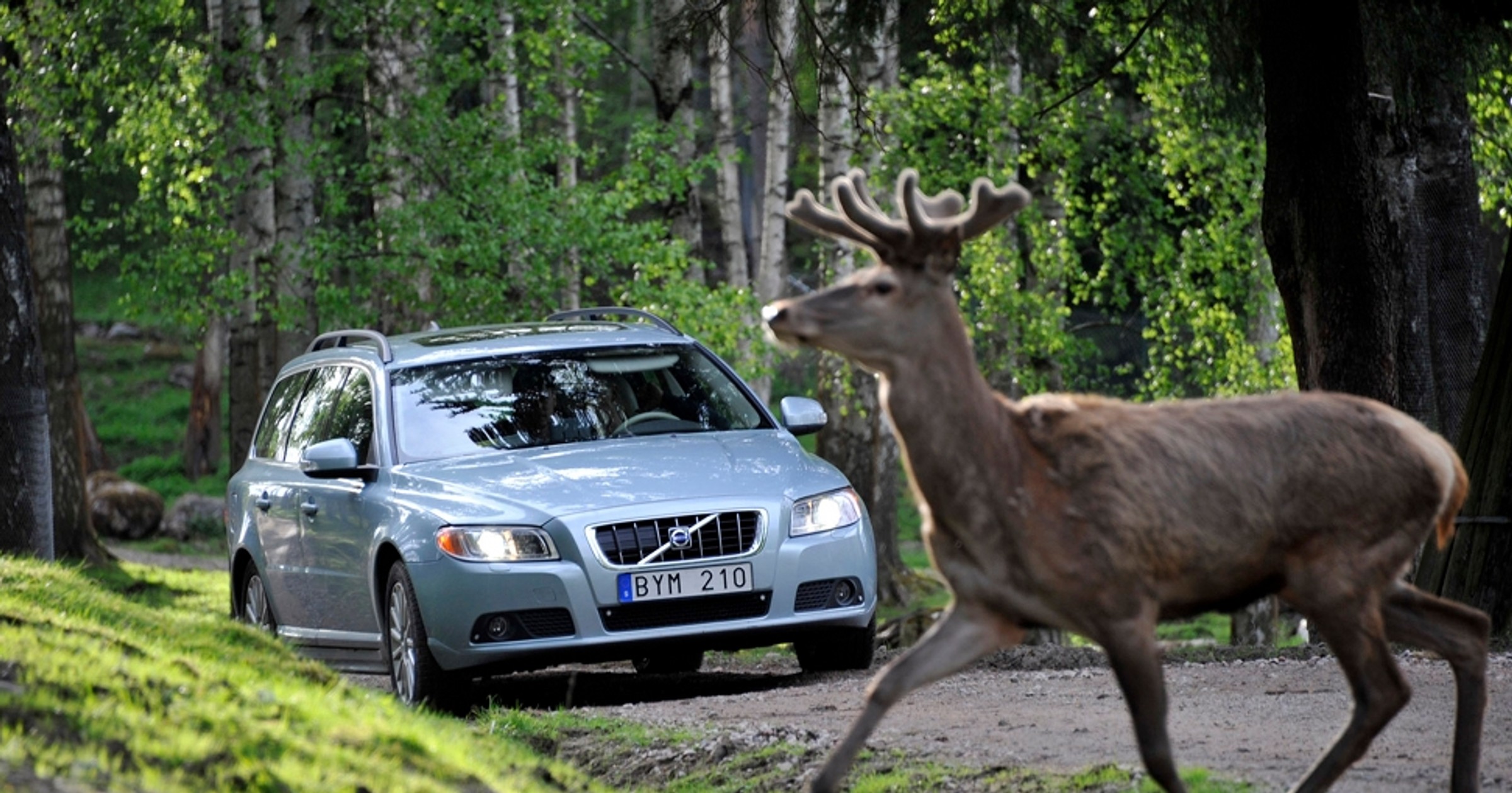Samochody Volvo będą wykrywać zwierzęta