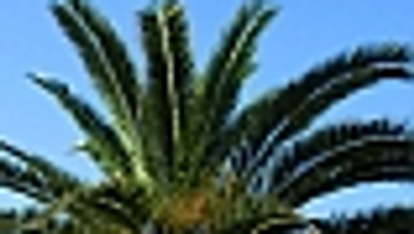 Żółty Anioł 2007