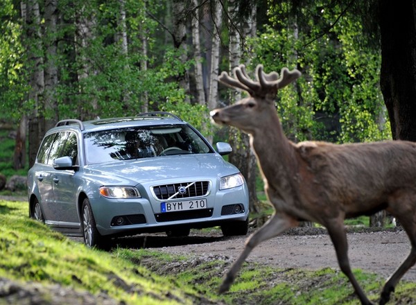 Samochody Volvo będą wykrywać zwierzęta