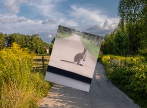 Na środku drogi na Mazurach pojawił się... kangur [Nagranie]