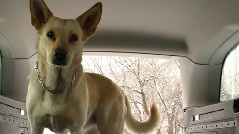 Co zrobić, kiedy zabieramy zwierzę poza granicę kraju?