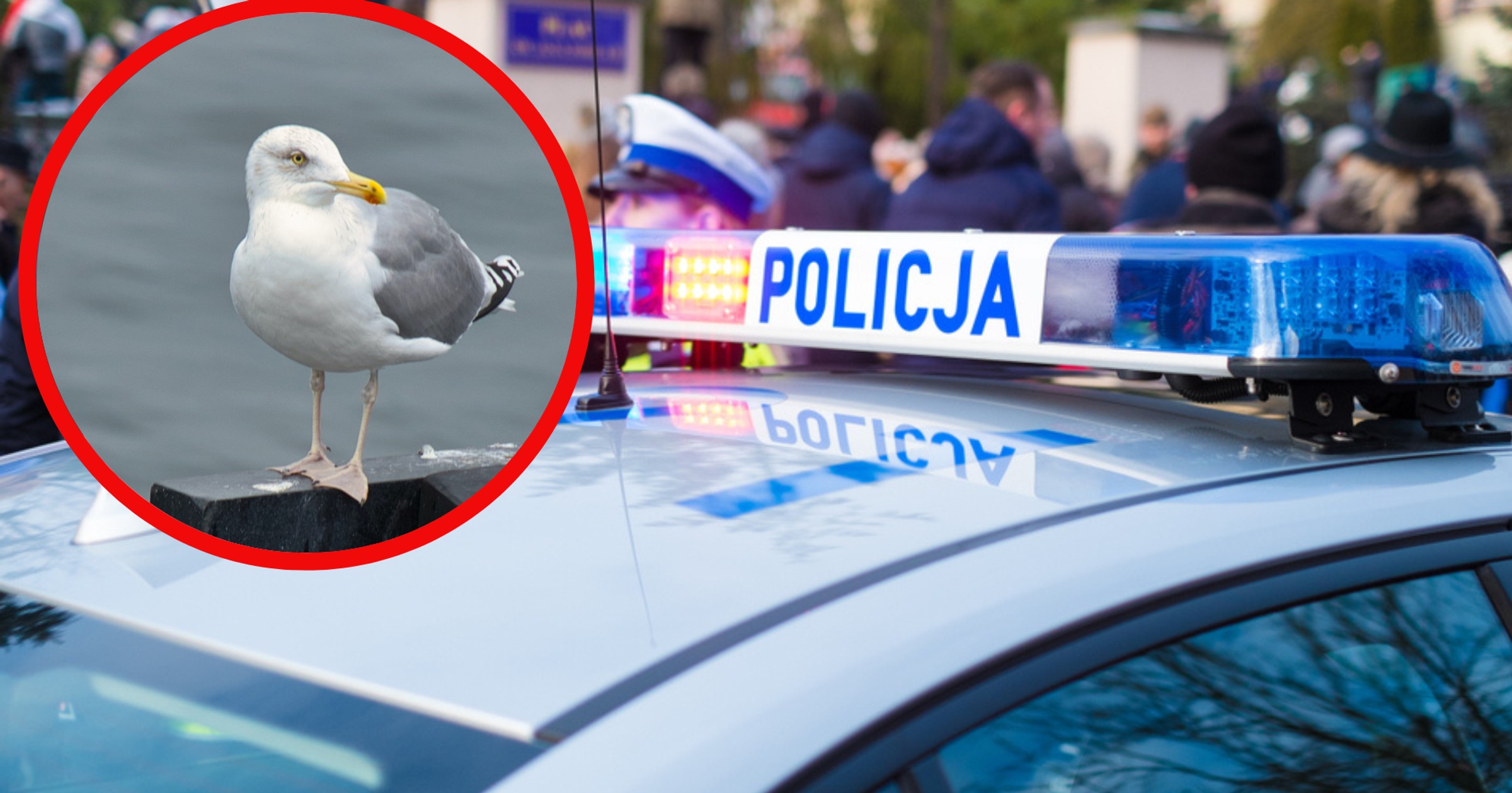 Mewy przeszkodziły policji (fot. unsplash.com/Kasia Derenda)