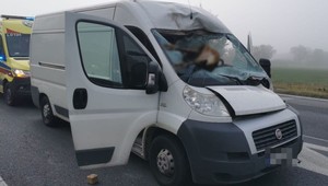 Kierowca fiata nie miał szans. Jeleń nagle wbiegł na jezdnię