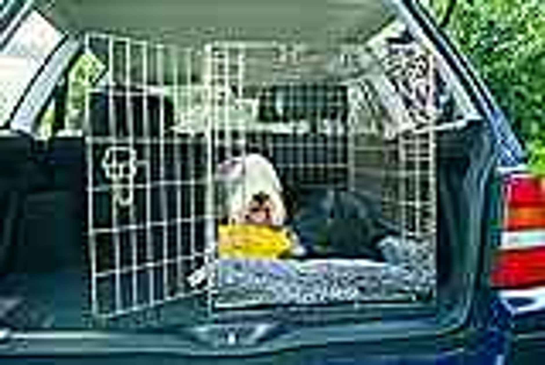 Pies też człowiek!