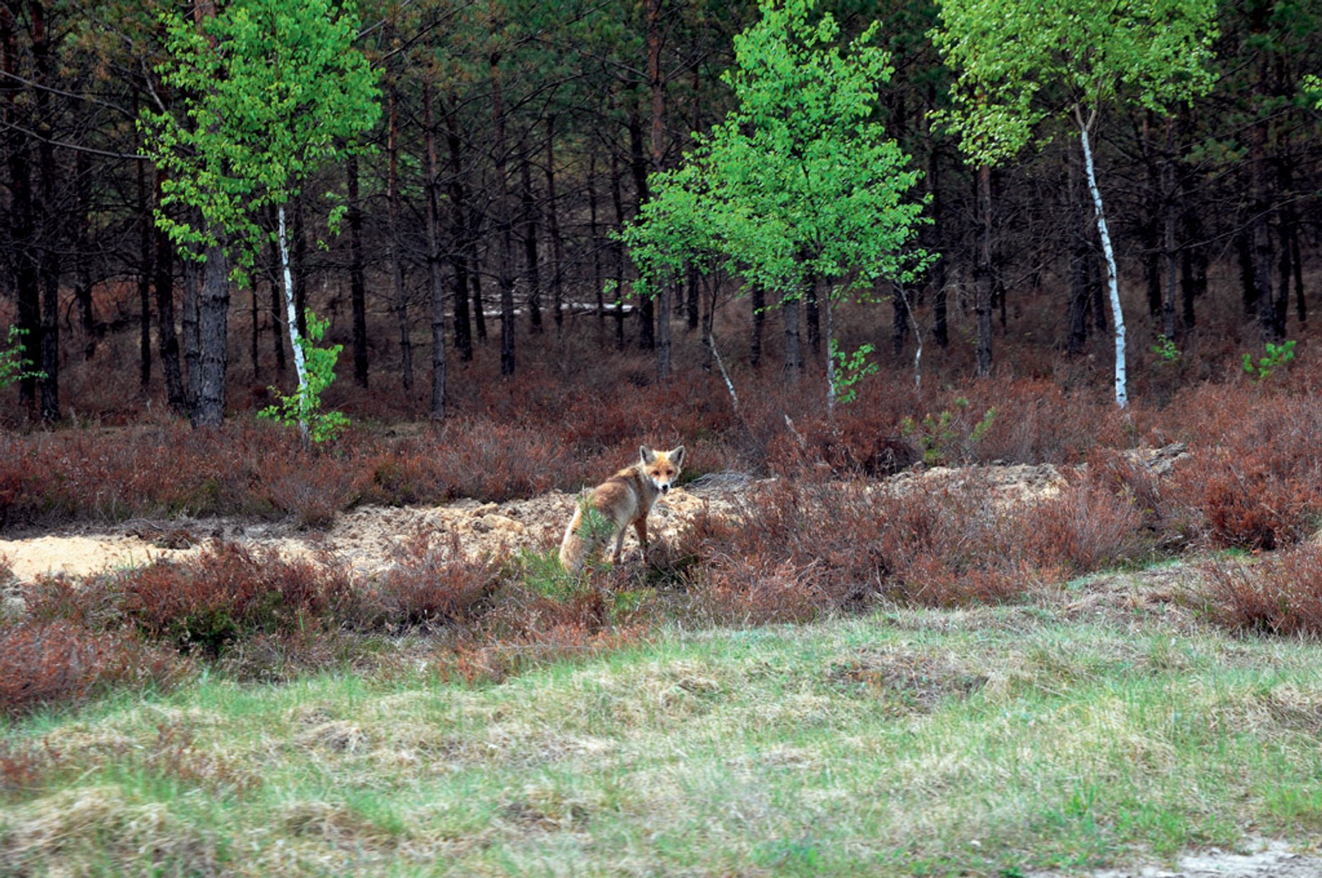 Odkrywamy tajemnice Bornego Sulinowa