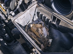 Powodują spustoszenie pod maskami samochodów. To nie kuny