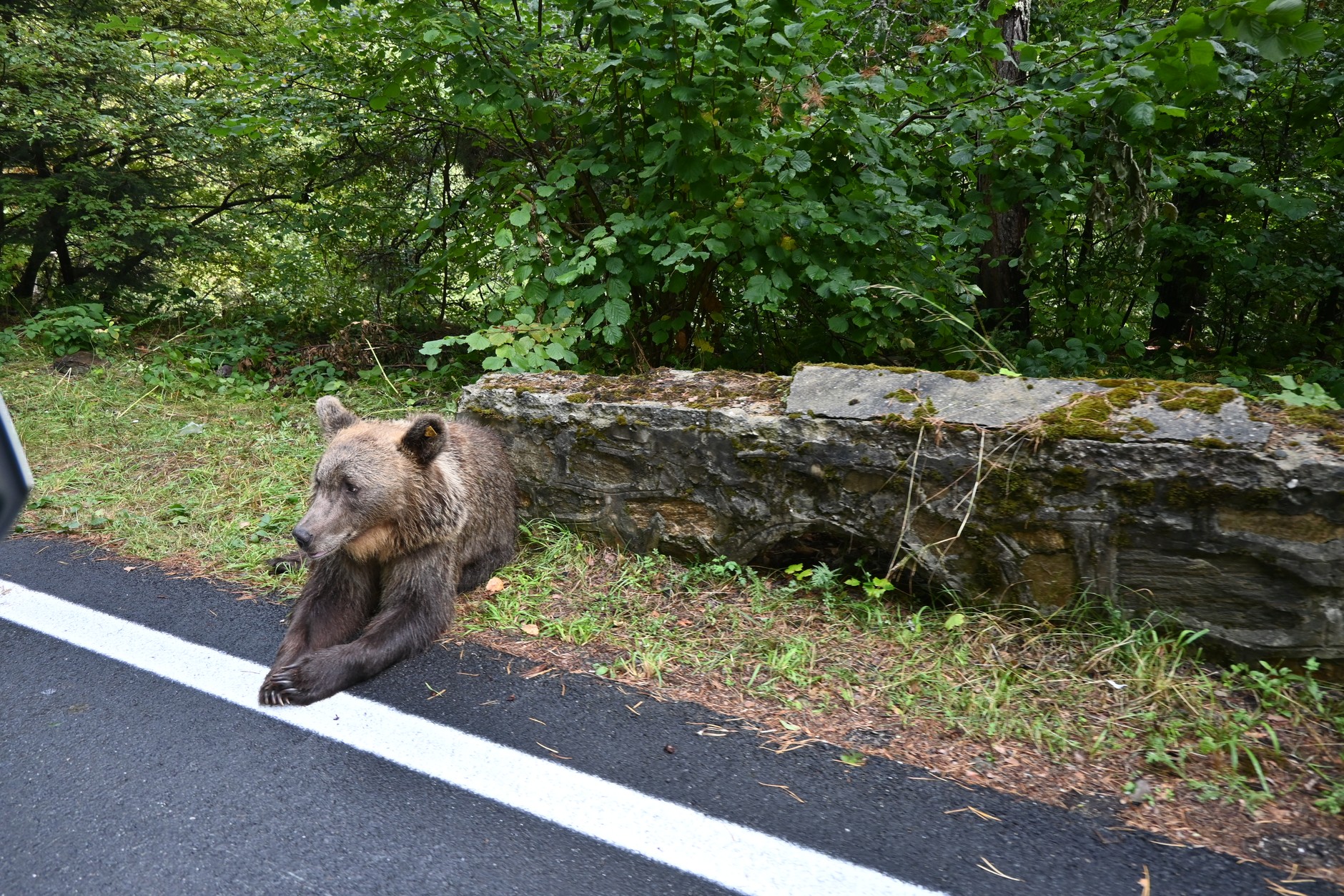 Droga Transfogaraska — w niektórych miejscach przy drodze można spotkać... niedźwiedzie