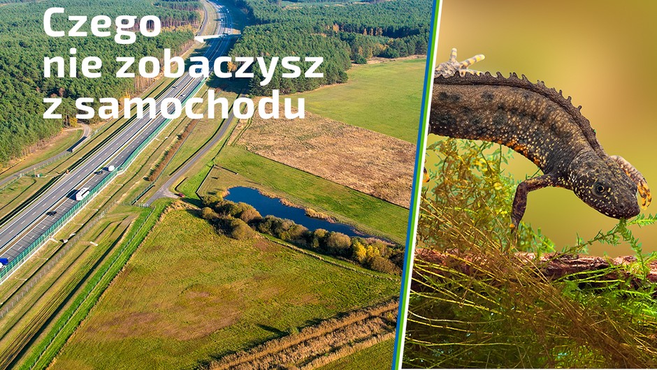 Traszki grzebieniaste chętnie korzystają z przepustów pod koncesyjnym odcinkiem autostrady A2 
