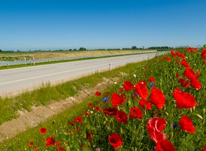 Łąki kwietne przy autostradzie - to bardziej skomplikowane niż się wydaje