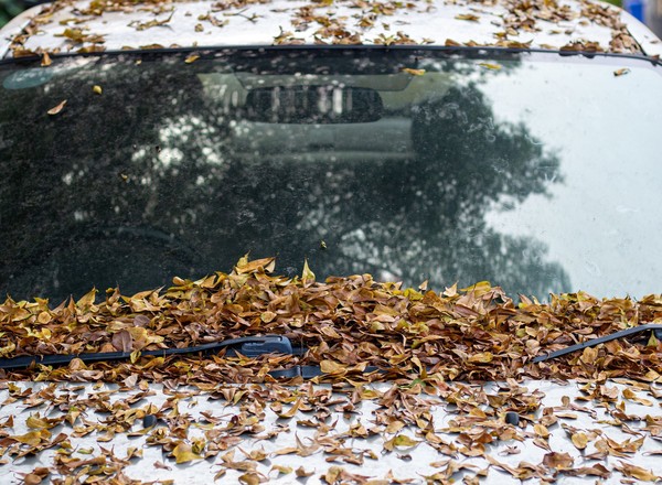 Stosują trick z liściem i udają "cwaną gapę". Policjant nie da się nabrać. Kara będzie sroga
