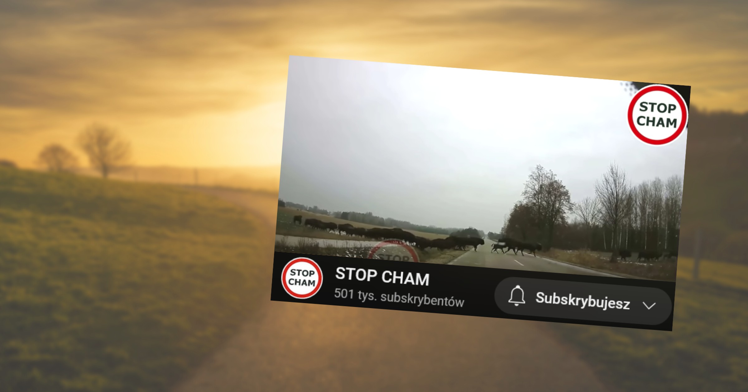 Żubry wbiegły na drogę (fot. screen z YouTube/STOP CHAM)
