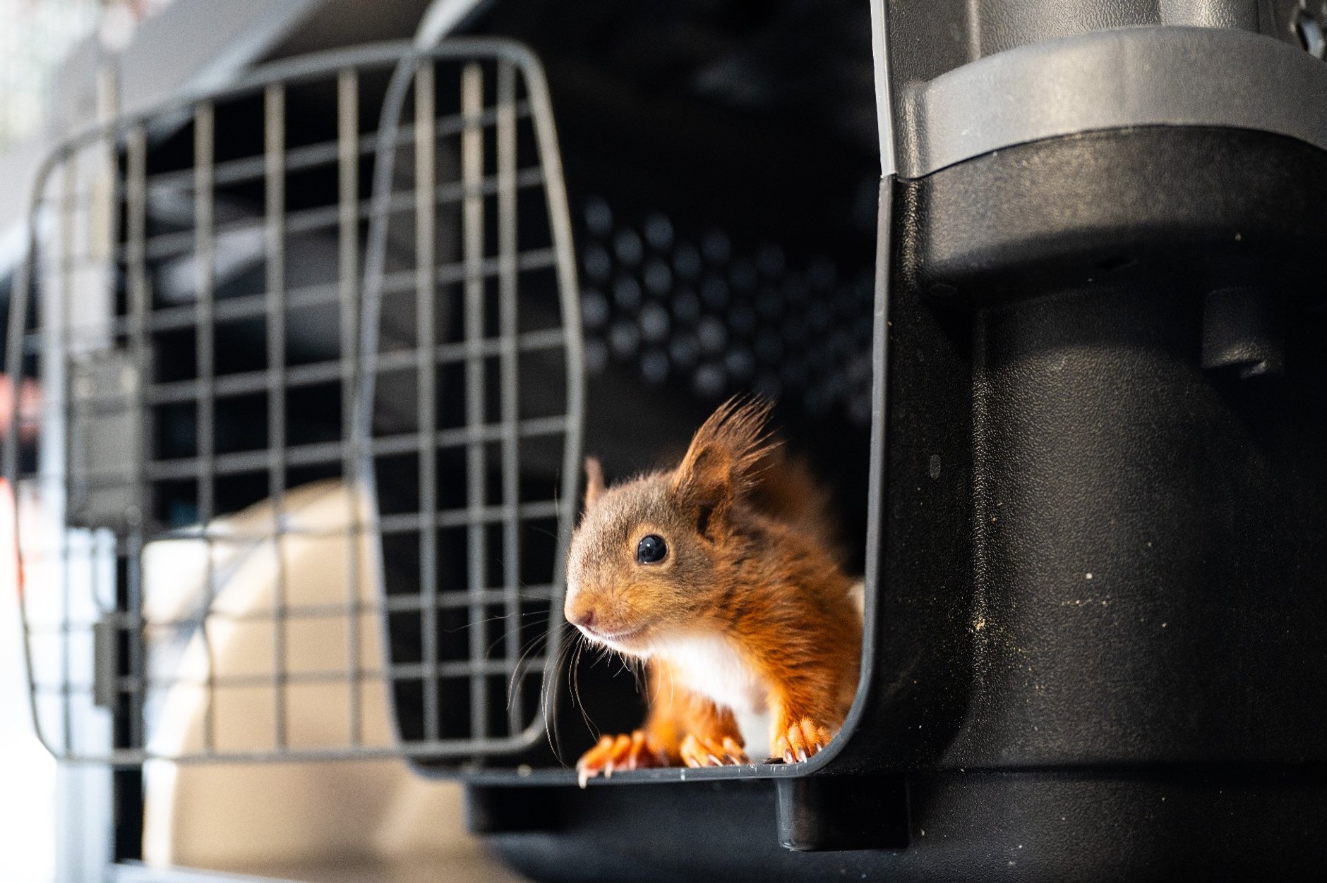 W radiowozach pojawiły się inkubatory. Posłużą specjalnym celom