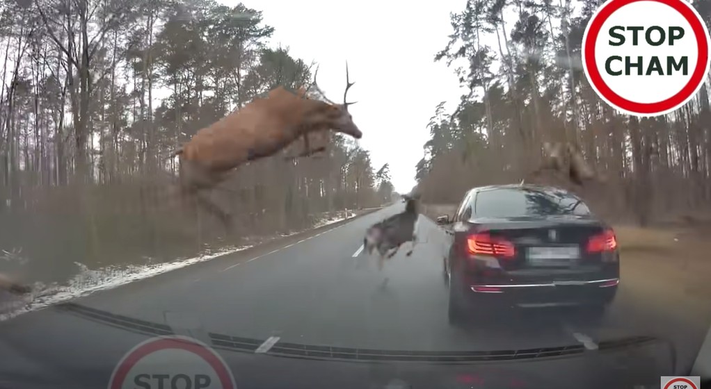 Stado jeleni przeskakuje nad autem