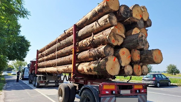 To mógł być transport jak z "Oszukać przeznaczenie". Inspektorzy ITD zatrzymali drewno