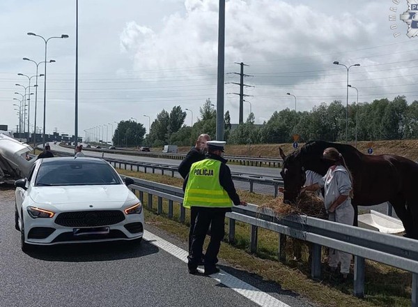 Koń na środku autostrady A4. Cudem nie doszło katastrofy