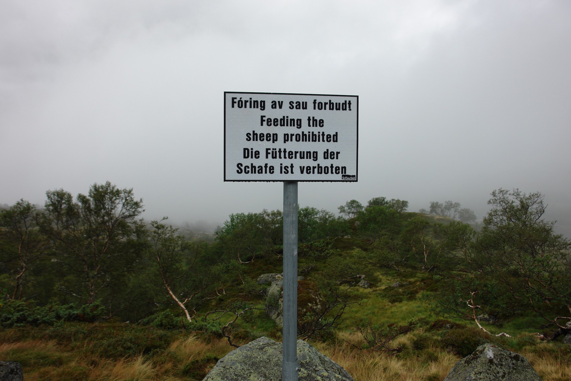 Volkswagen Califroania Ocena w krainie fiordów i trolli