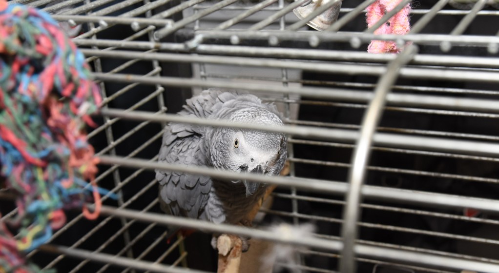 Papuga Żako znaleziona w bagażniku auta przez Straż Graniczną