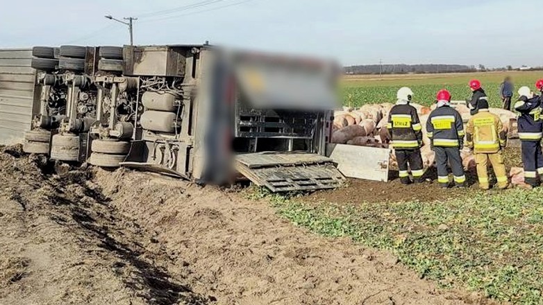 Ciężarówka z trzodą chlewną wypadła z drogi
