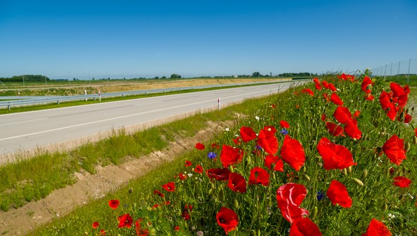 Łąki kwietne przy autostradzie - to bardziej skomplikowane niż się wydaje