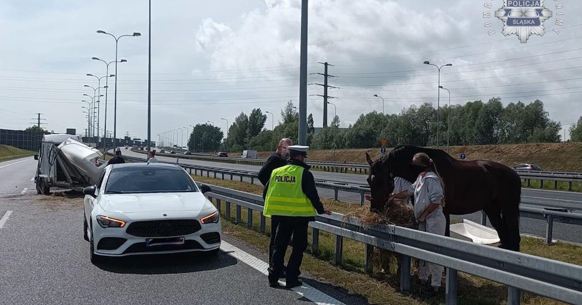 Koń na środku autostrady A4