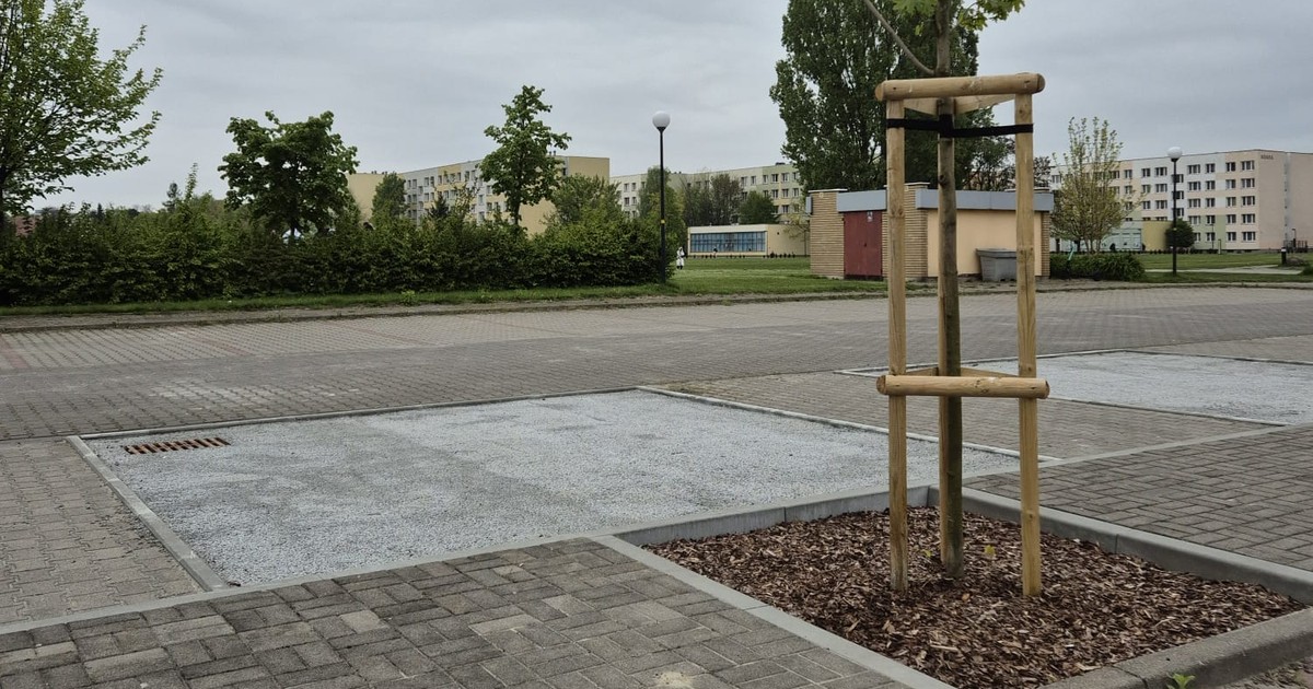 Drzewa na parkingu - wynalazek z SGGW