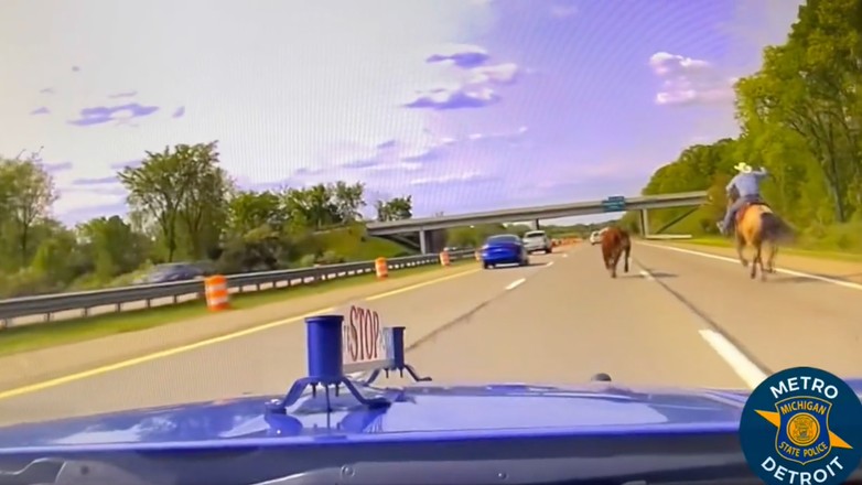 W USA w stanie Michigan uciekająca krowa zmusiła do zaangażowania w akcję kowbojów