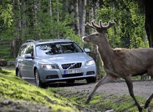 Volvo ostrzeże przed zwierzętami na drodze